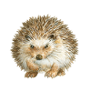 Angry HEDGEHOG