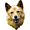 Finnish Spitz
