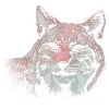 das wilde tier Luchs Wildkatze