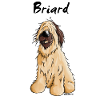 Knuffiger Briard - Dog - dog breed
