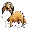 Collie - Rough Collie - Rough