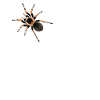 Tarantula brachypelma smithi