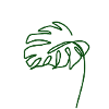 Tropical Leaf – Monstera Sketch Green