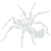 Tarantula spider white