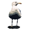 Seagull