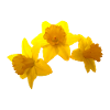 daffodils