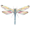 Libellule No1 - libellule arc-en-ciel - arc-en-ciel -