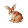 RABBIT ROSA