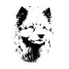 Wolfsspitz Hunderasse