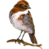 oiseau