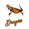 bearded dragon