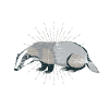 Idée cadeau Badger