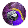 Parrot