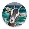 Ziege - Goat