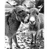 Two donkeys