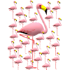flamingo