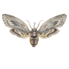 GRAY MOTH - GRAY FALENA