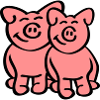 Cute Pigs