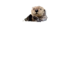 Otter
