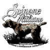 spinone_italiano_pointing