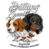 brittany_spaniel