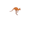 kangaroo