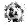 Meerschweinchen ws bw