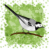 Wagtail bird