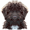 lagotto9 1