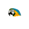 parrot
