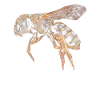 Honeybee bee insect