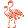 two flamingos