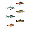 Pesca de peces | Idea de regalo de pesca de especies de peces