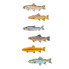 Fische Angeln | Fischarten Fischen Geschenkidee