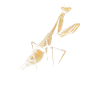 Praying mantis mantis