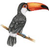 toucan