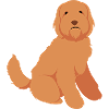 Labradoodle