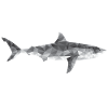 shark