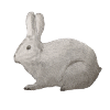 Hare