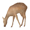 Roe deer