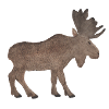 Elk
