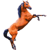Cheval sur deux jambes