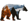 Bear Forest Adventure