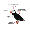 puffin