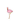 flamingo