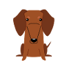 Dachshund