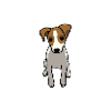 Jack Russell Terrier, Cane, Razza, Cucciolo, Fumetto