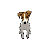 Jack Russell Terrier, hund, hvalp, tegning