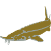 sturgeon