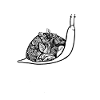 Snail with snail shell